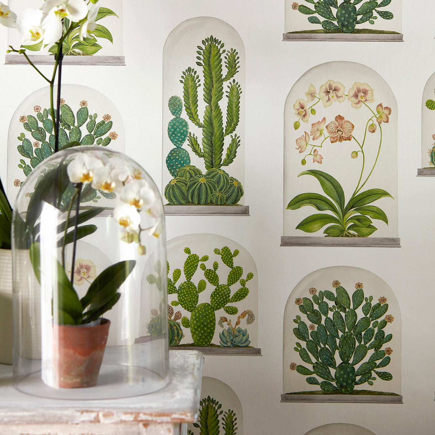 Terrariums Wallpaper - Botanical Green/Multi - DGLW216656