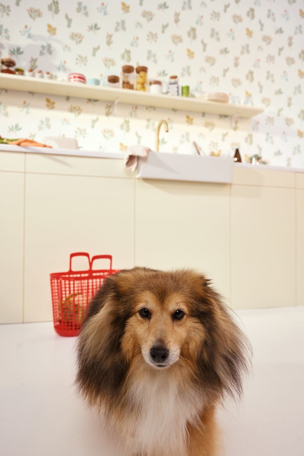 Luck Wallpaper - Multicouleurs - Caselio - 105370251