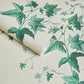 Hedera Wallpaper