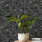 12705 - Monflo Fantasia Wallpaper - Black and Silver - Ted Baker