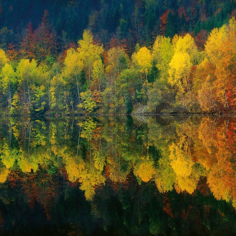 Wall-art Autumn Forest Lake Wall Mural