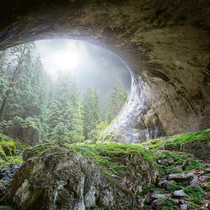 Wall-art Cave in The Forest Wall Mural