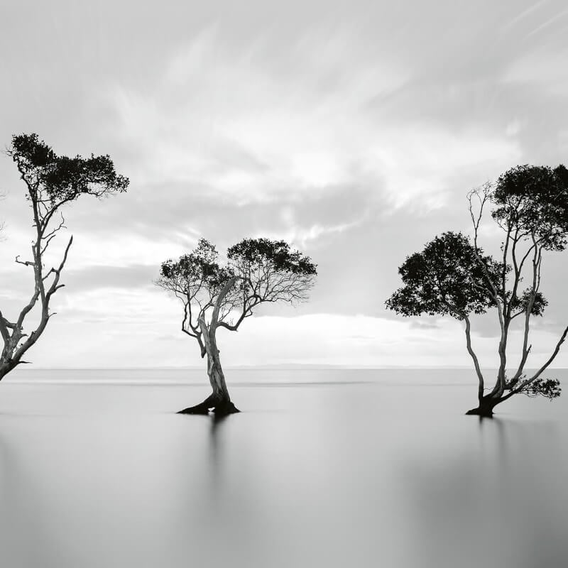 Wall-art Trees In The Still Water Wall Mural