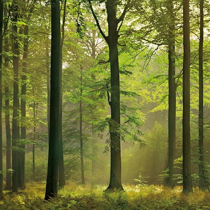 Wall-art Autumn Forest Wall Mural