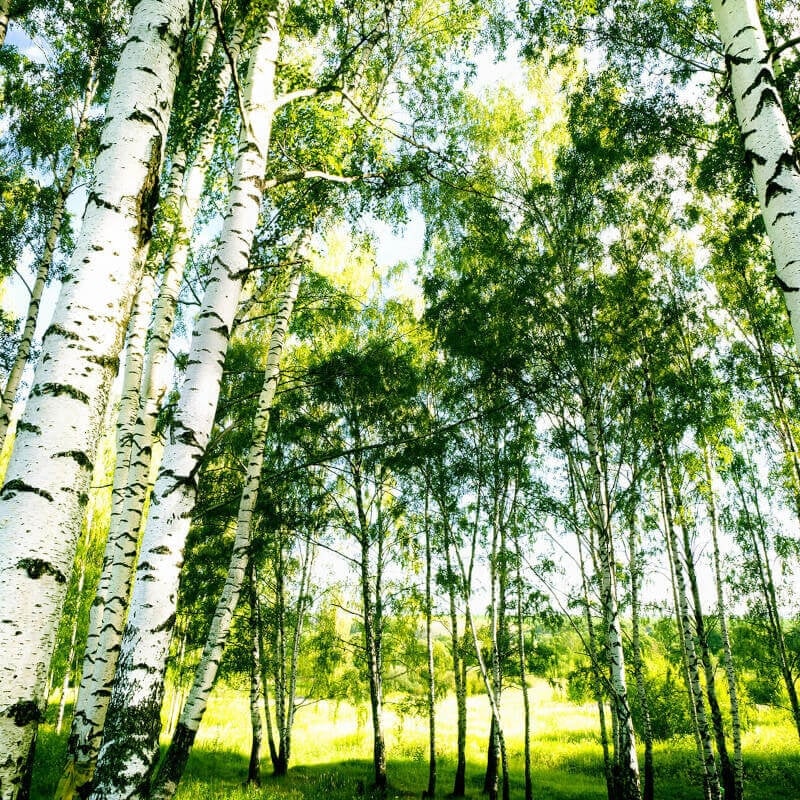 Wall-art Sunshine Wall Mural