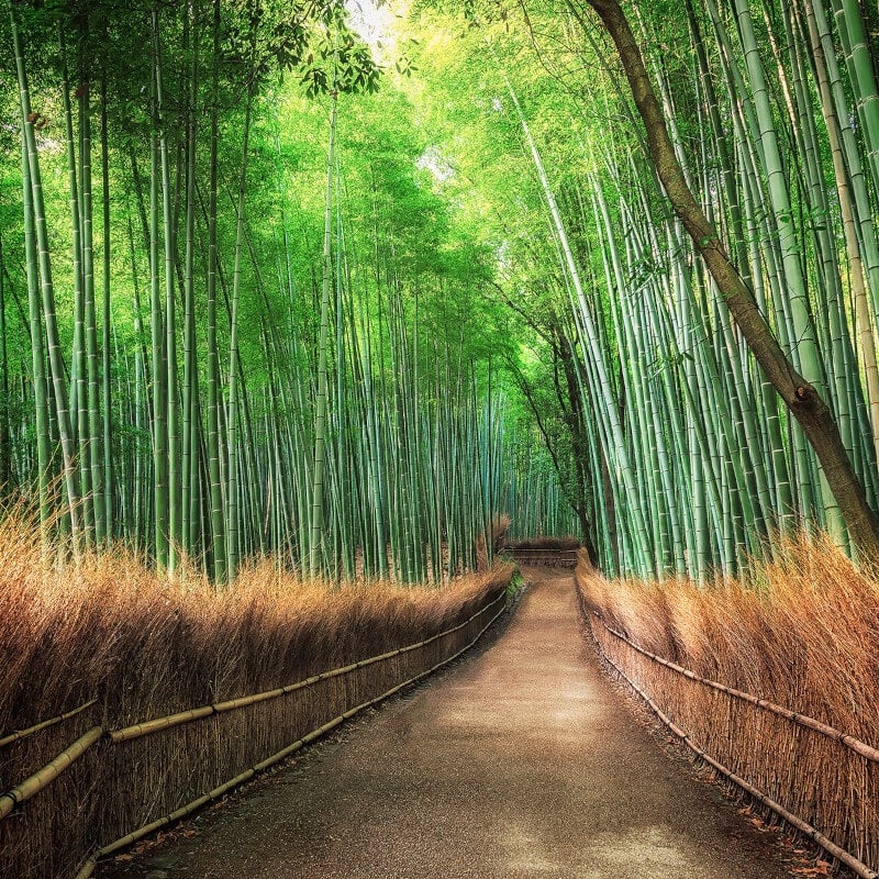 Wall-art Bamboo Grove Kyoto Wall Mural