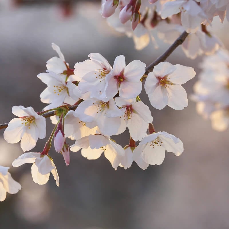 Wall-art Cherry Blossoms Wall Mural