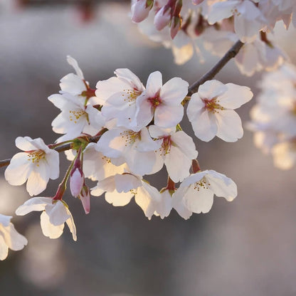 Wall-art Cherry Blossoms Wall Mural