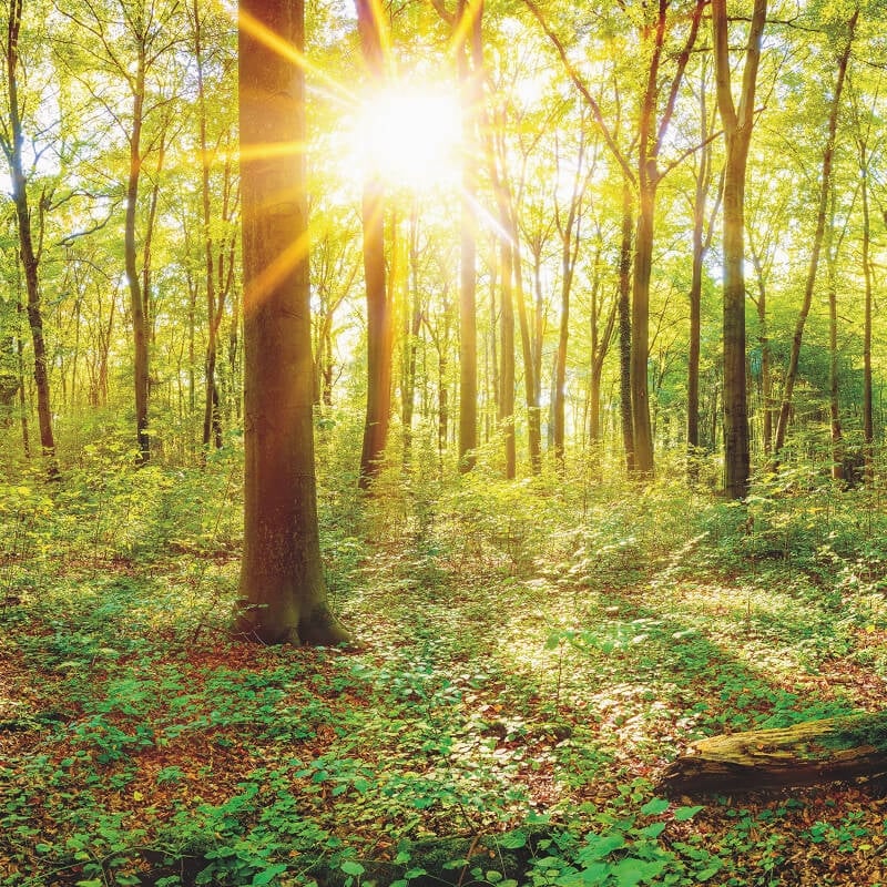 Wall-art Deep in the Woods Wall Mural