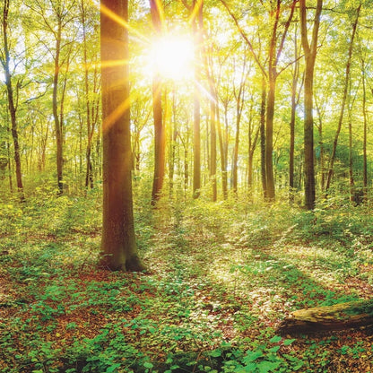 Wall-art Deep in the Woods Wall Mural