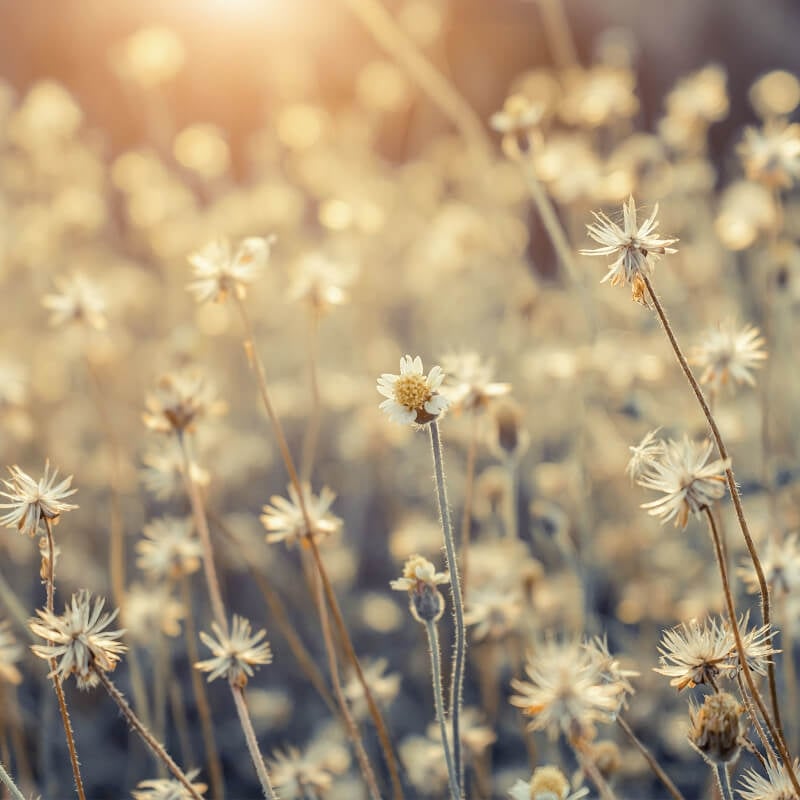 Wall-art Mexican Daisy Wall Mural