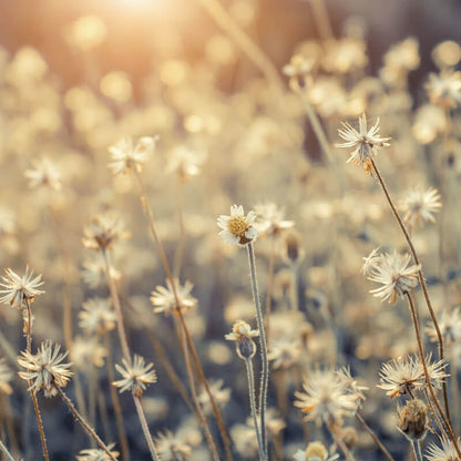 Wall-art Mexican Daisy Wall Mural