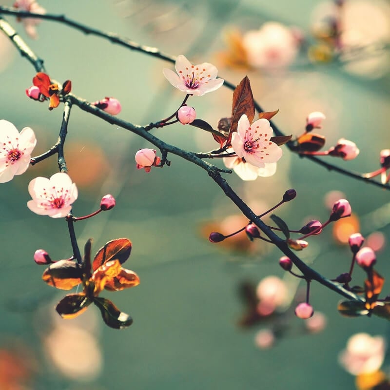 Wall-art Spring Awakening Wall Mural