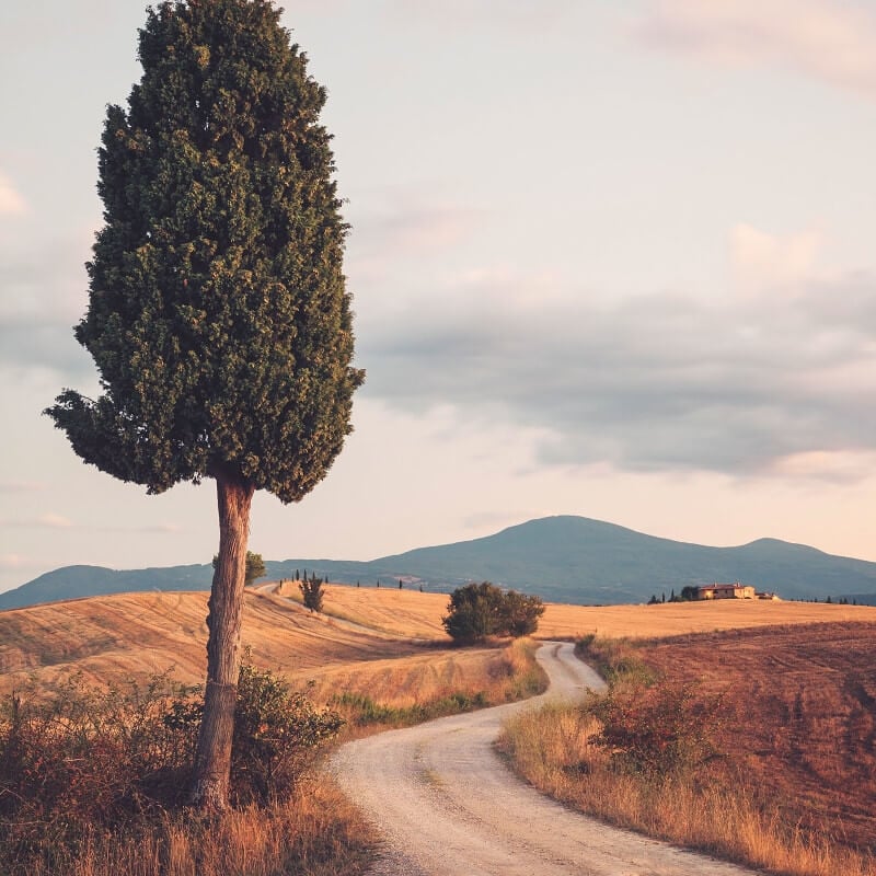 Wall-art Cypress Road Wall Mural