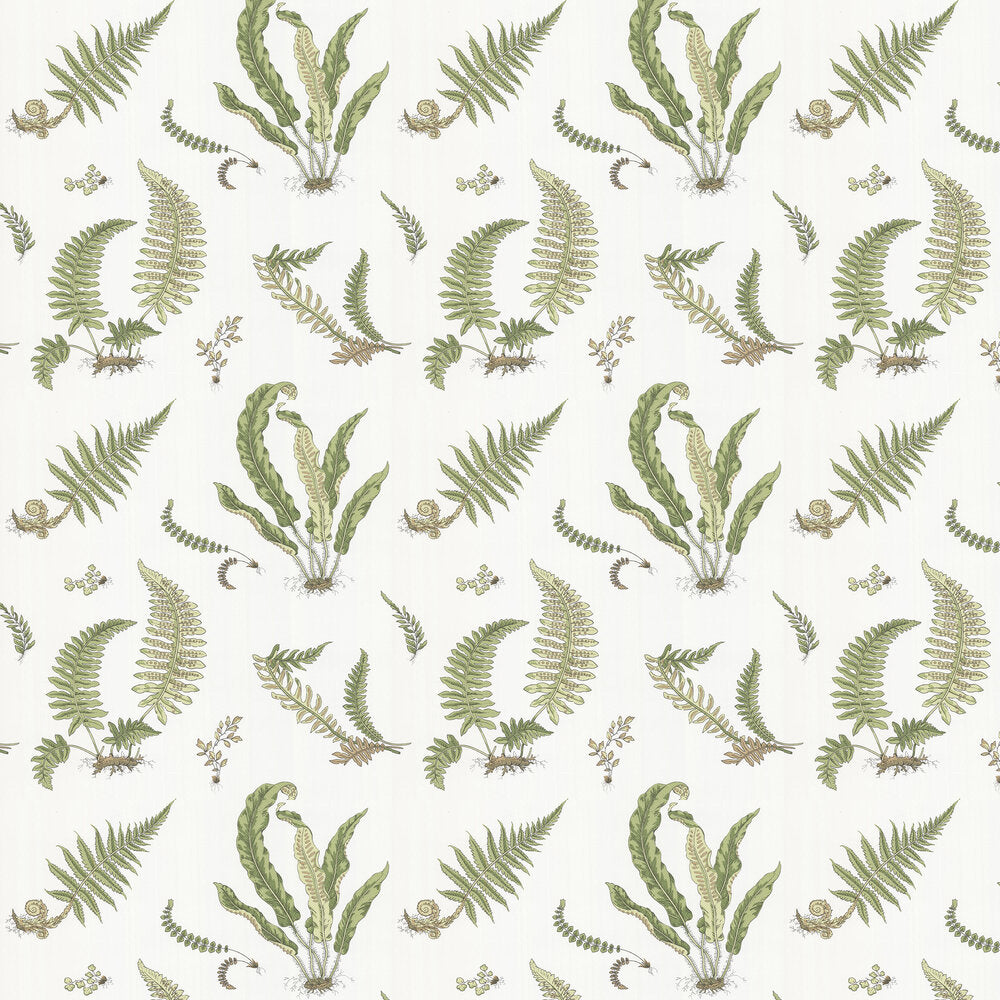 Ferns Wallpaper