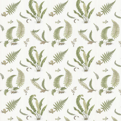 Ferns Wallpaper
