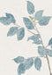 Beech Wallpaper - Bluegrass