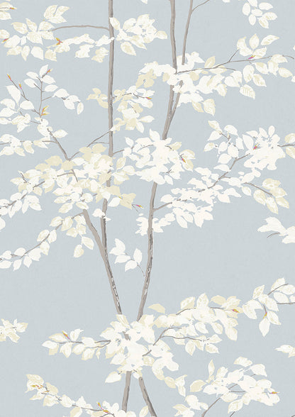Beech Wallpaper - Cirrus