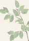 Beech Wallpaper - Document Green