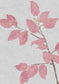 Beech Wallpaper - Rose