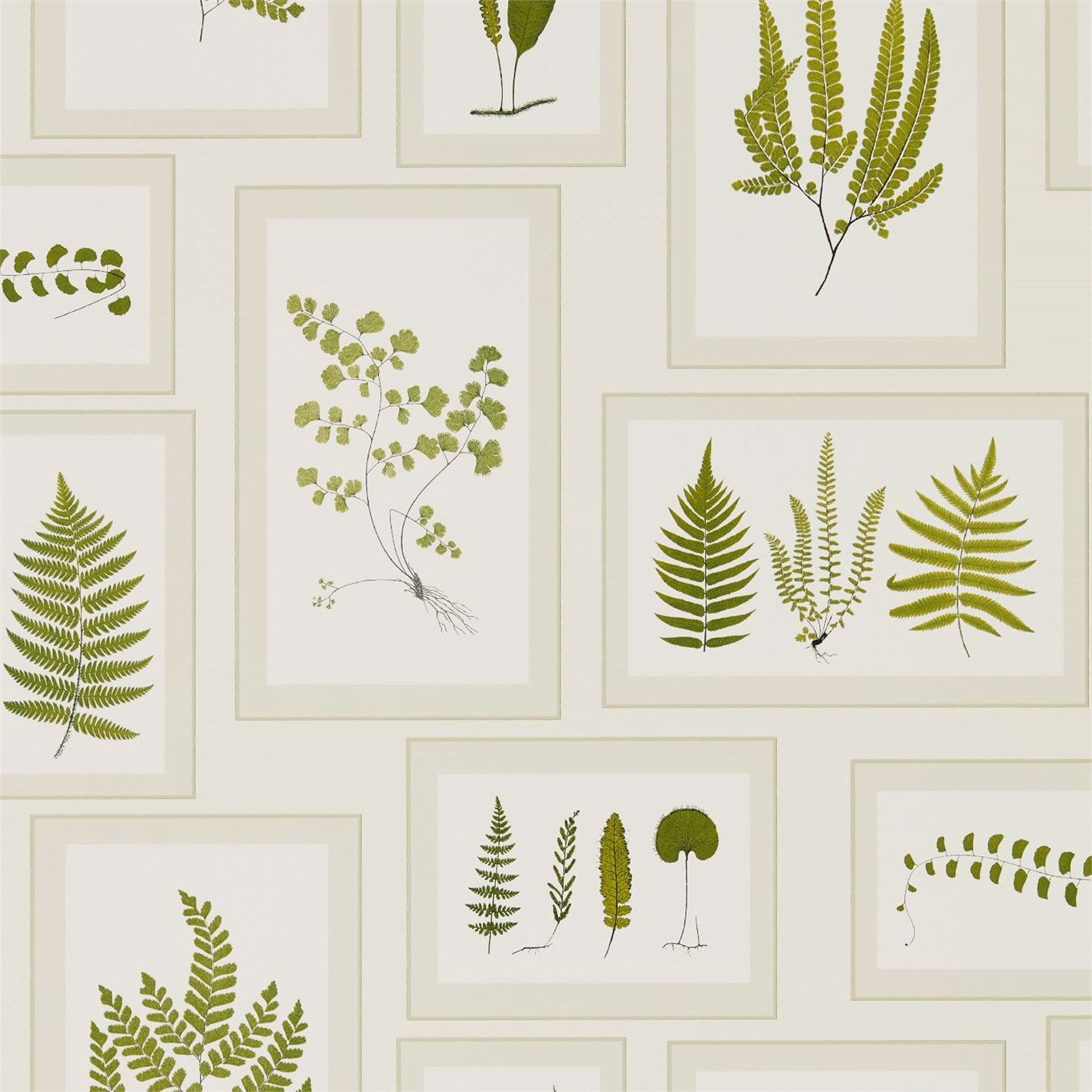 Fern Gallery Wallpaper - Ivory/Green - DWOW215712