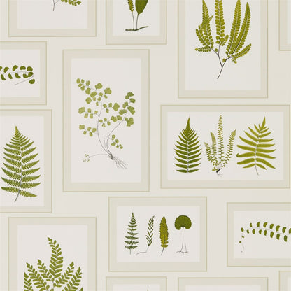 Fern Gallery Wallpaper - Ivory/Green - DWOW215712