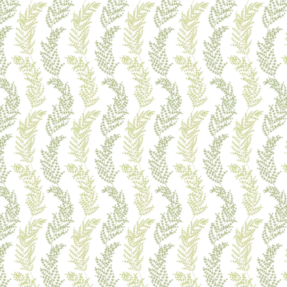 Mimosa Trail Wallpaper