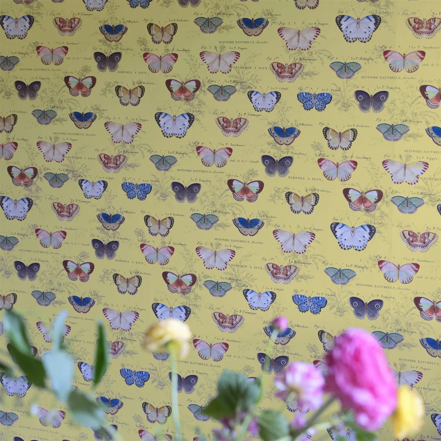 Butterfly Studies Wallpaper