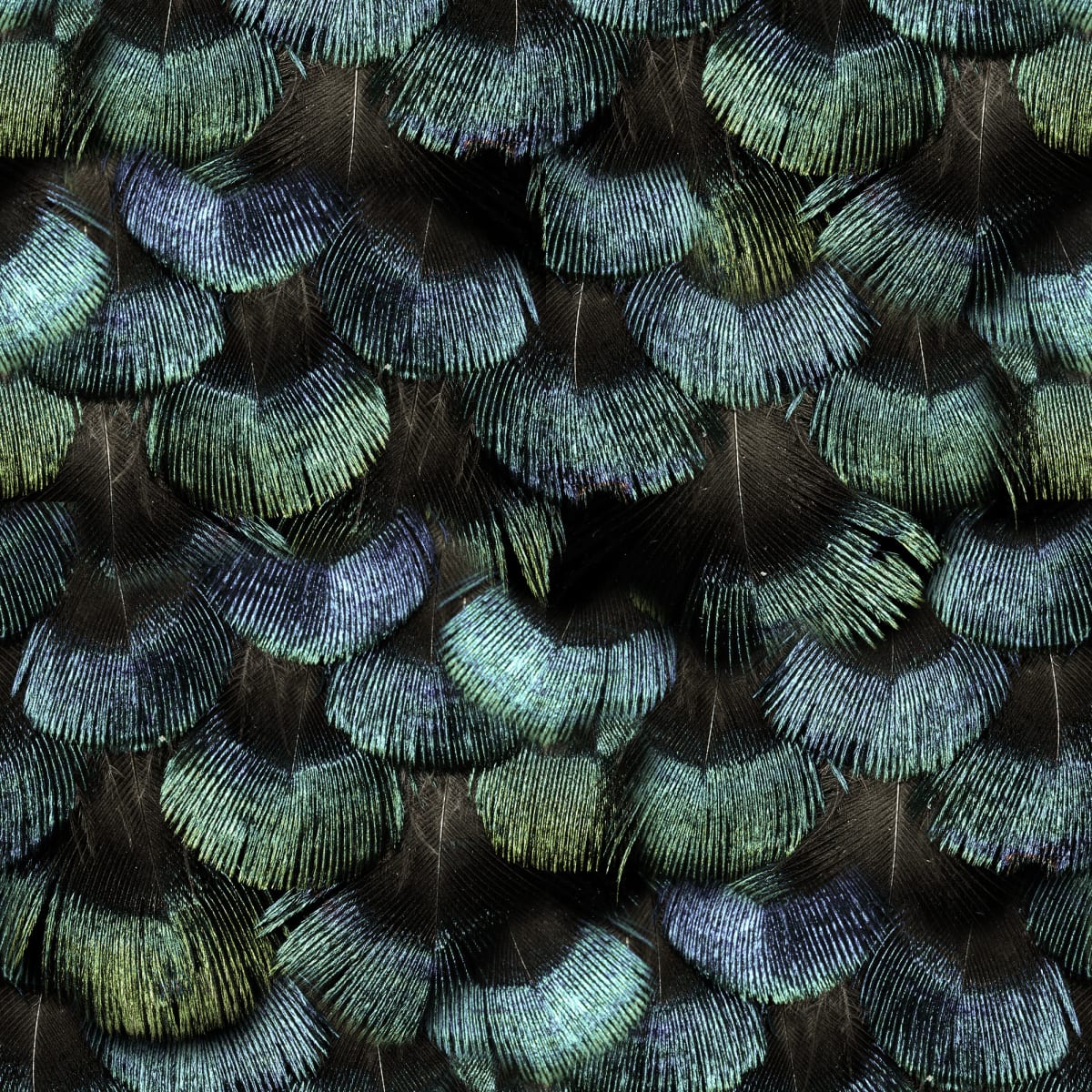 Petite Peacock Plumage Wallpaper