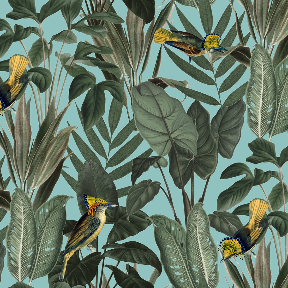 Birds of Paradise Wallpaper