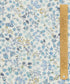 Donna Leigh Organic Tana Lawn™ Cotton Fabric - Blue - Liberty