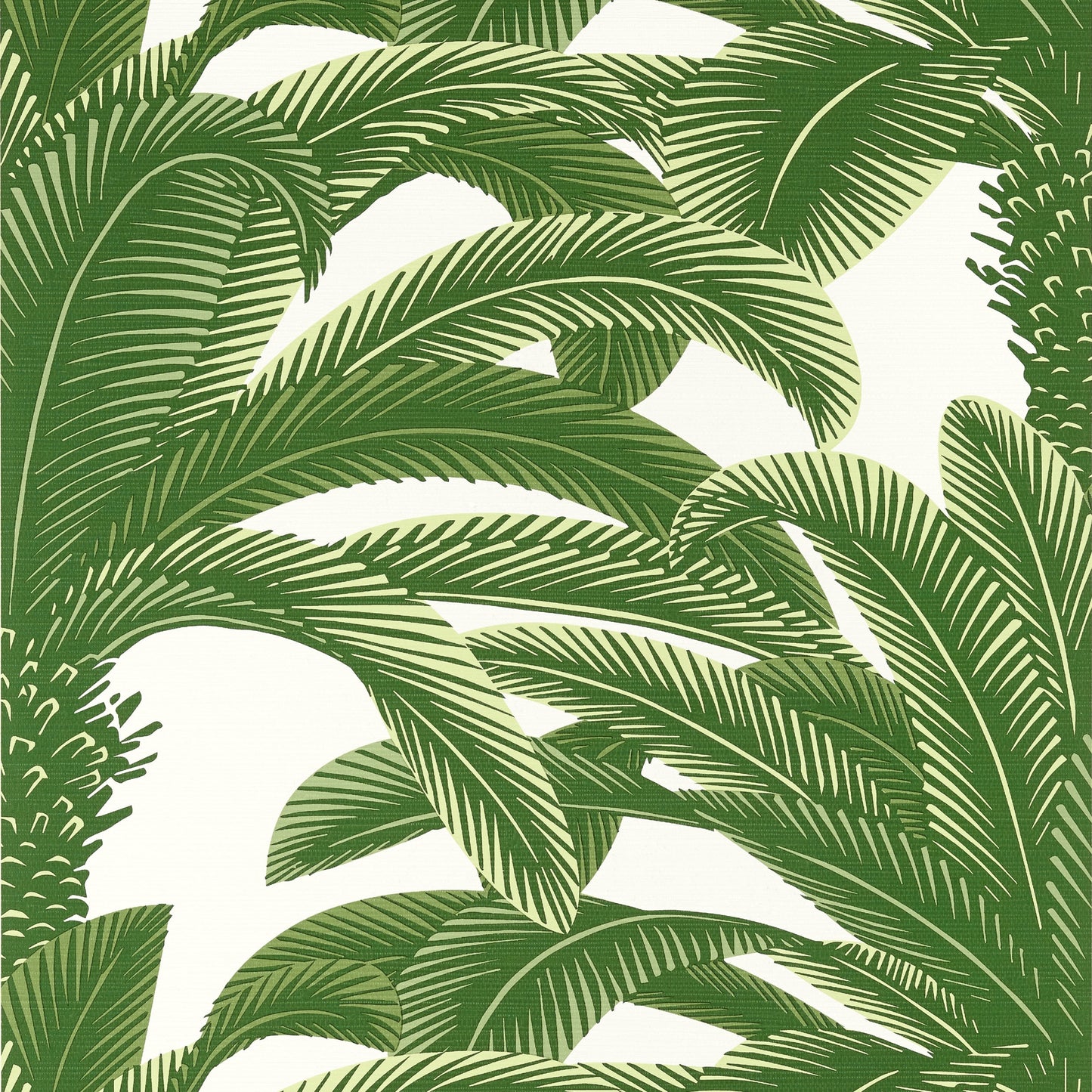 Queen Palm Wallpaper