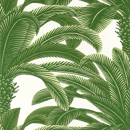 Queen Palm Wallpaper