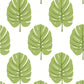 Monstera Wallpaper