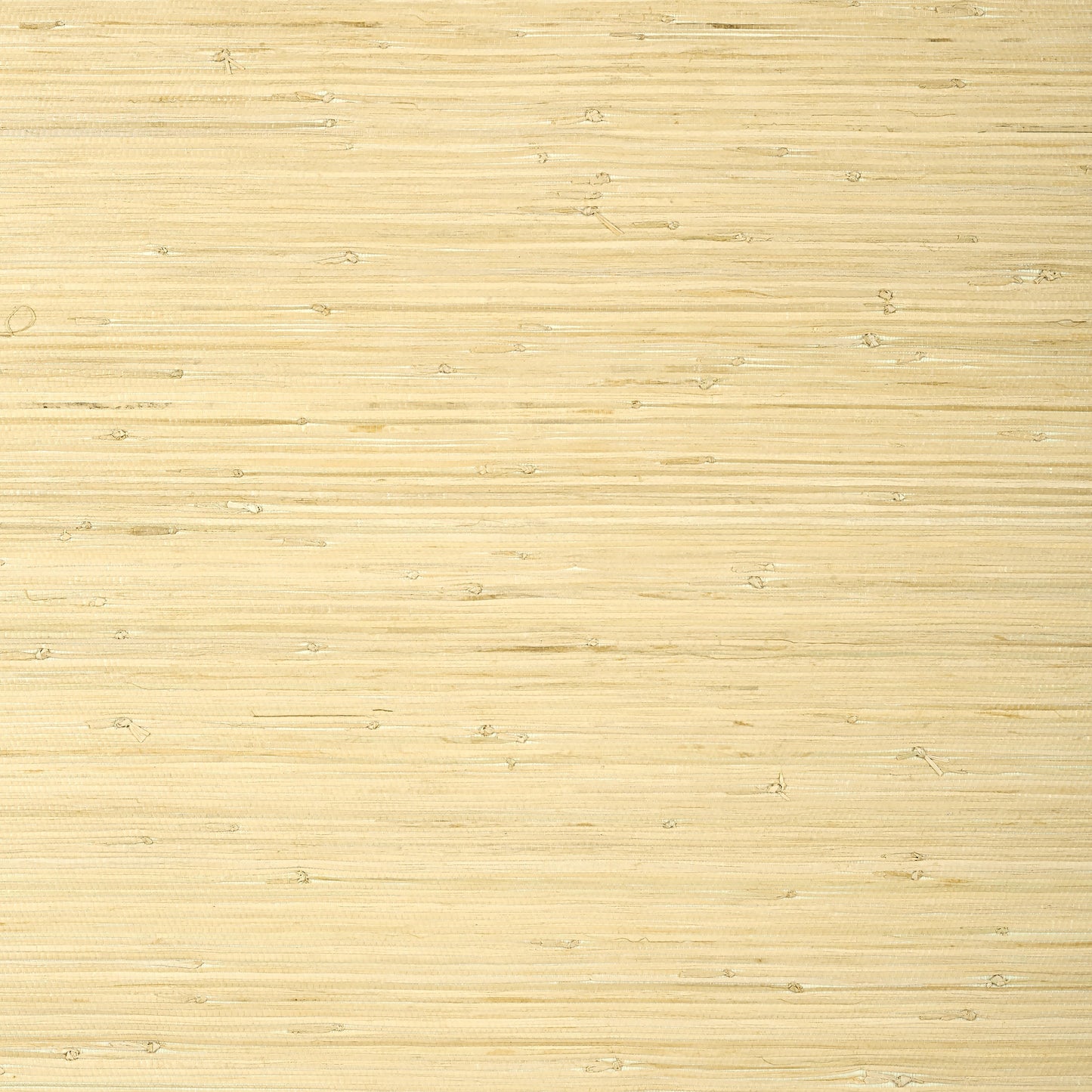 Raffia Palm Wallpaper