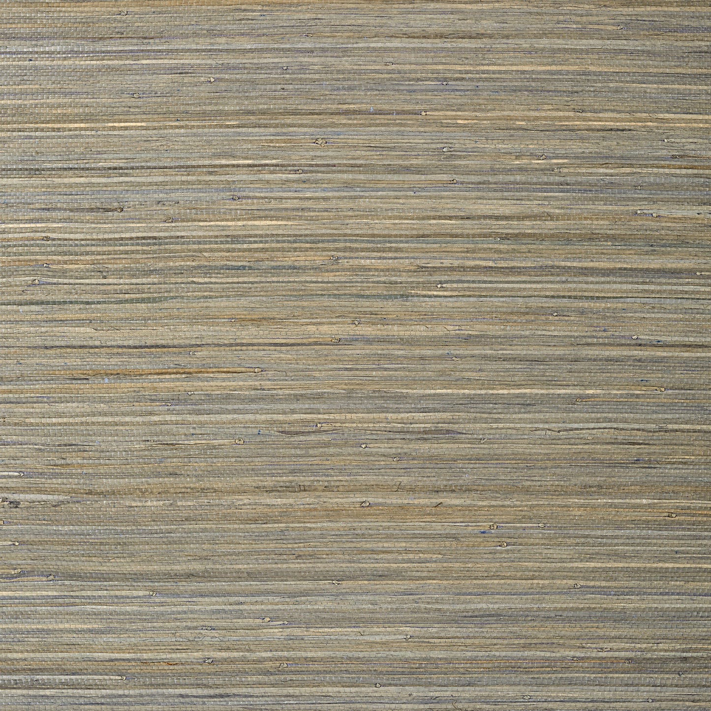 Raffia Palm Wallpaper