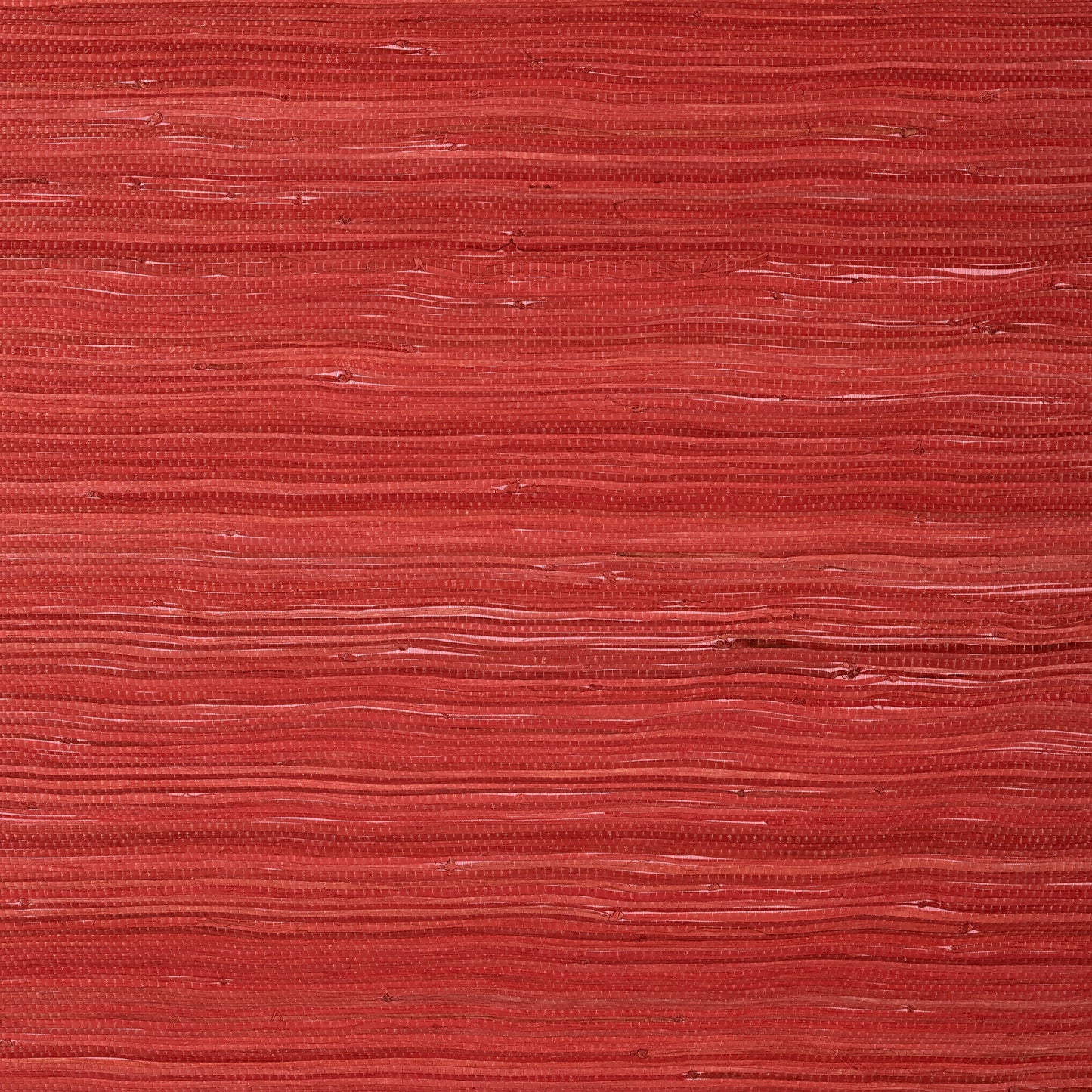 Raffia Palm Wallpaper