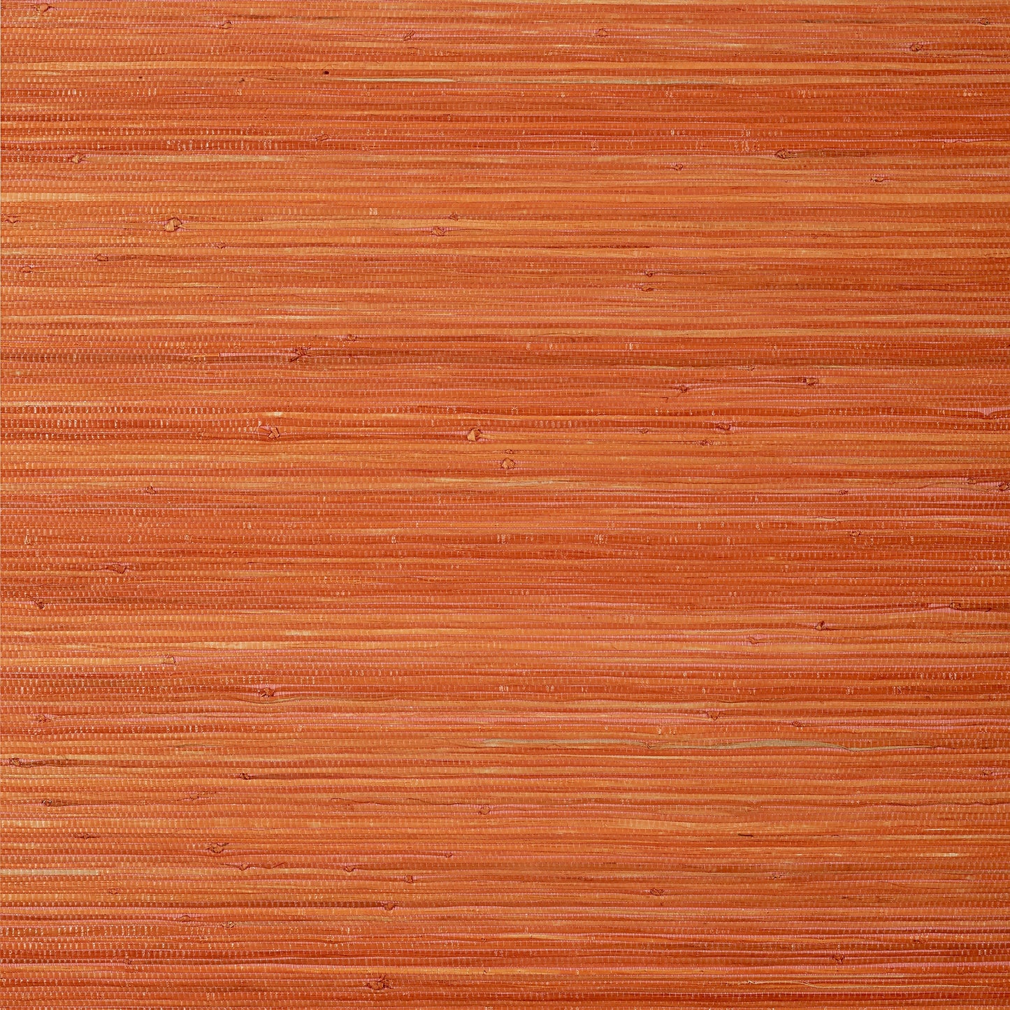 Raffia Palm Wallpaper