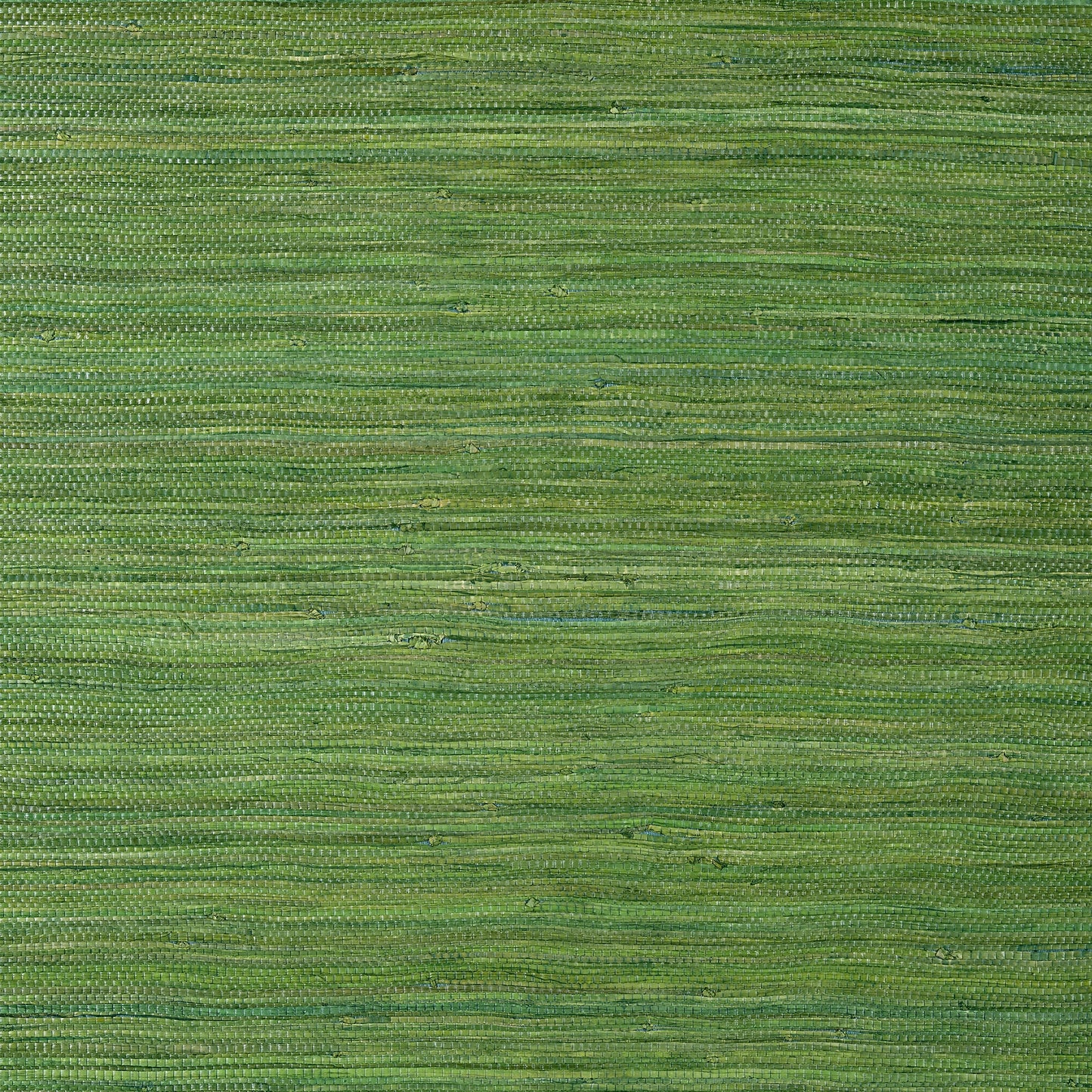 Raffia Palm Wallpaper