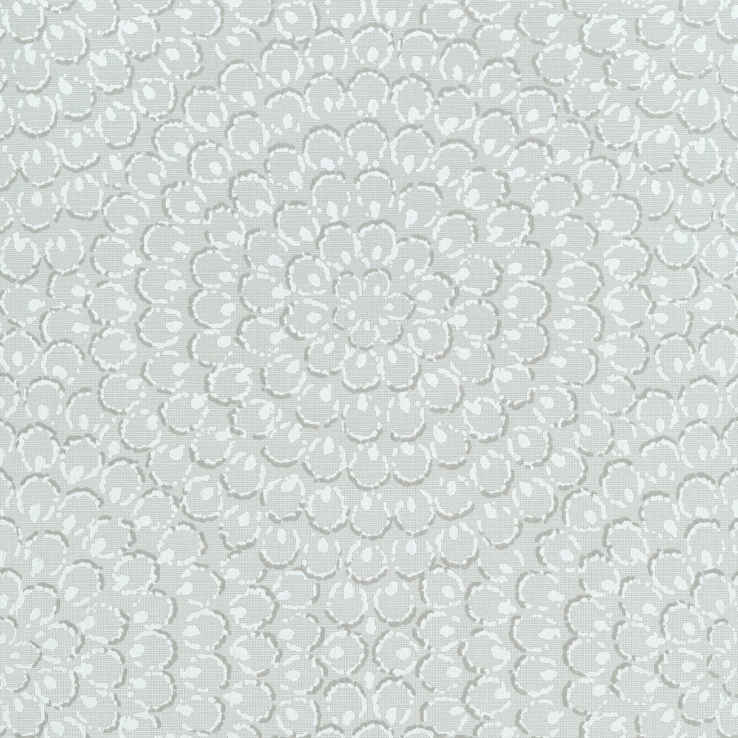 Aster Wallpaper