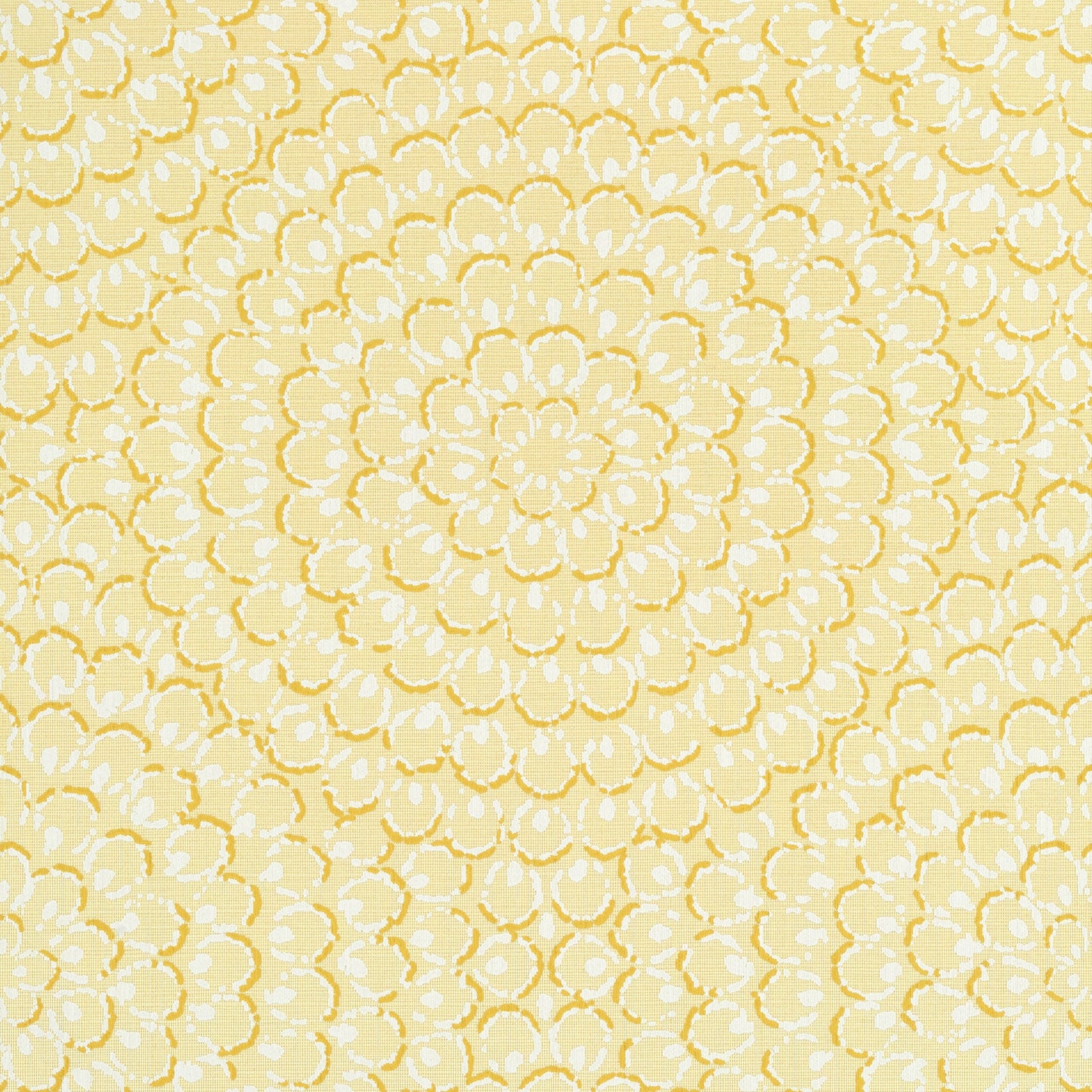 Aster Wallpaper