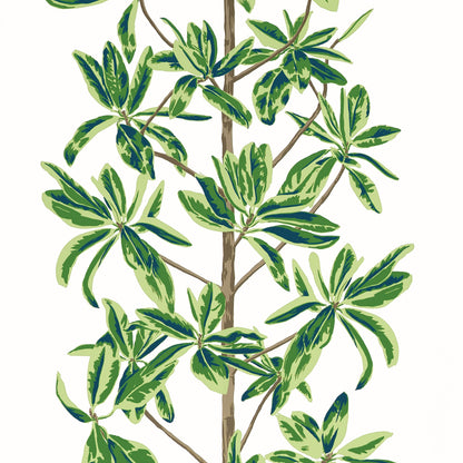 Mangrove Tree Wallpaper