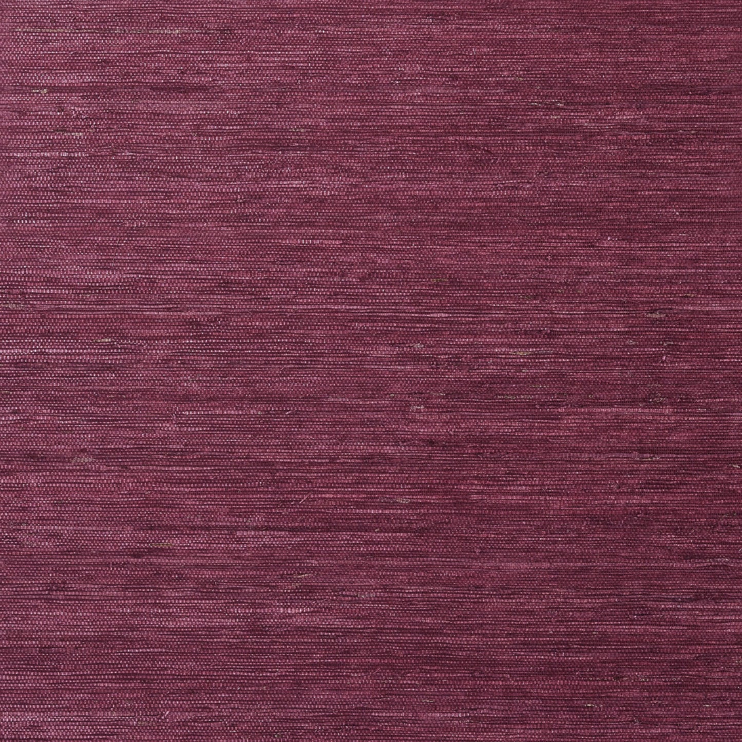 Maranta Arrowroot Wallpaper