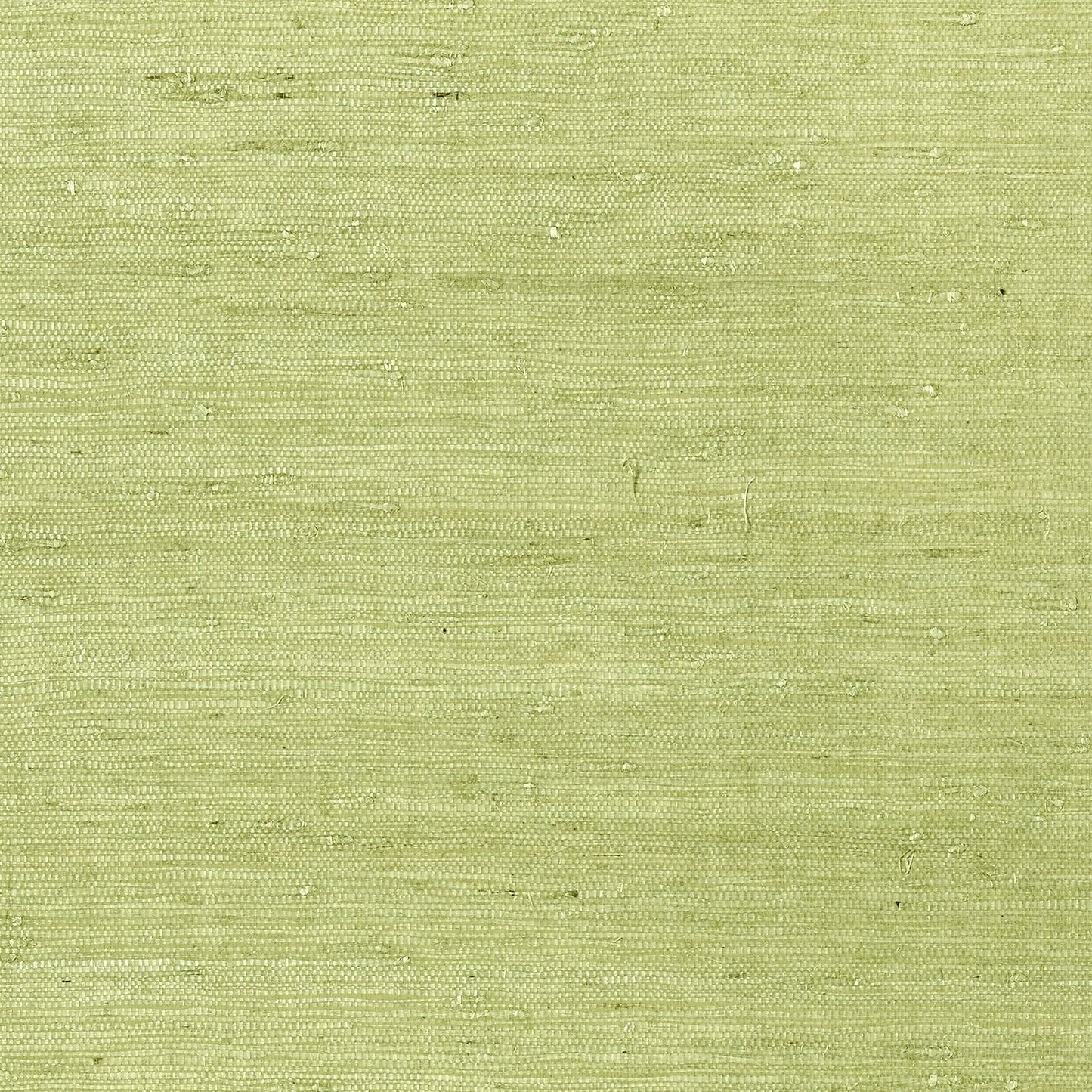 Maranta Arrowroot Wallpaper