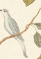 Adam's Eden Wallpaper - Ivory - Lewis & Wood - Premier Wallcovering
