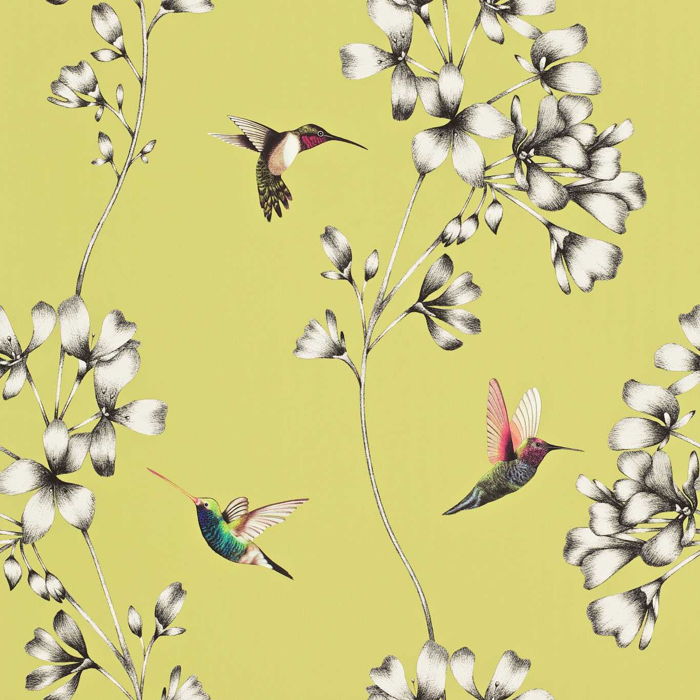 Amazilia Wallpaper - Gooseberry - Harlequin - HAMA111061