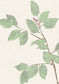 Beech Wallpaper - Document Green - Lewis & Wood - Premier Wallcovering