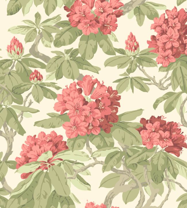 Bourlie Wallpaper - Rose, Olive on White - 99/4020 - Cole & Son - Premier Wallcovering