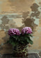 Cloud Toile Wallpaper - Browns on Green - Timorous Beasties - TB/CTOIL/MICA/05 - Premier Wallcovering