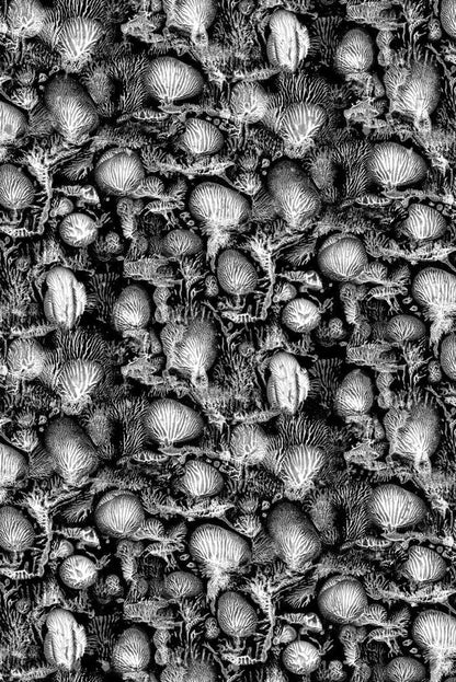 Coral Blotch Cork Wallpaper - Black - Timorous Beasties - SSC/CBLO/CK62021/02 - Premier Wallcovering